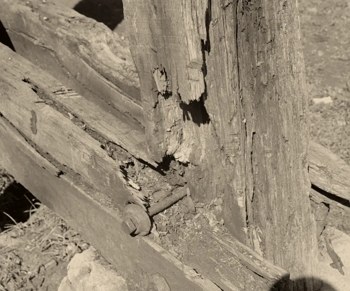 Archival photograph: a timber post split and crumbling where it meets a beam, the fibres peeling away in layers.